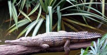 Вид: Crocodylus johnstoni = Австралийский узкорылый крокодил